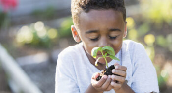Little boy (5 years) in community garden, smelling fresh herb plant.